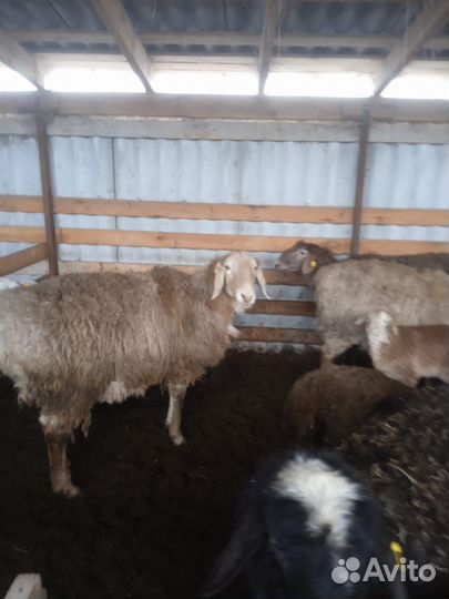 Курдючные бараны