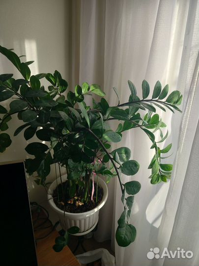 Замиокулькас