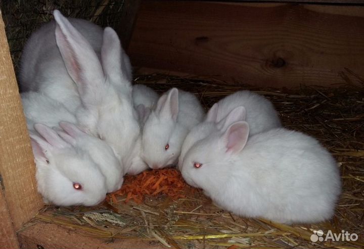 Белый панон кролы и крольчихи