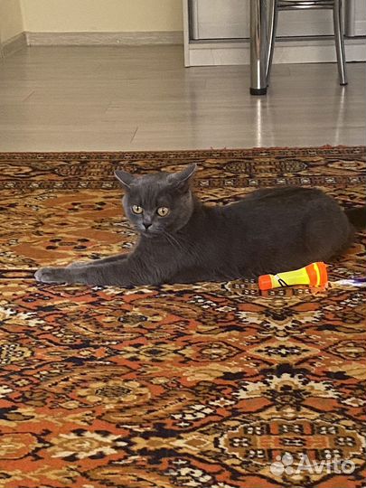 Шотландская кошка