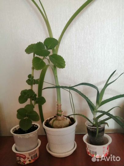 Алоэ лечебный, лук индийский