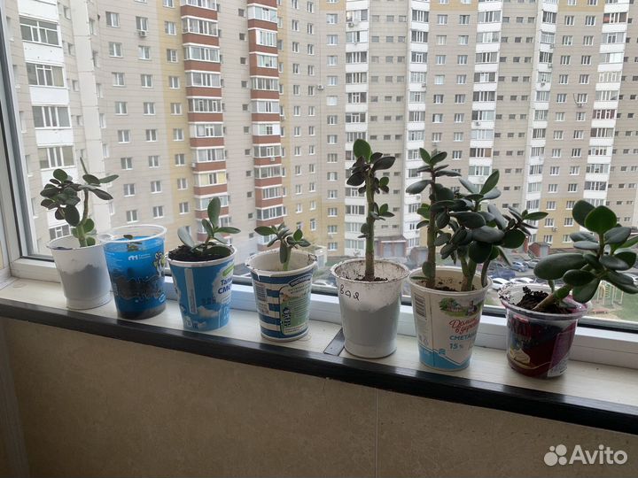 Денежное дерево толстянка