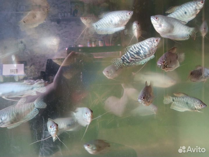 Аквариумные рыбки гурами