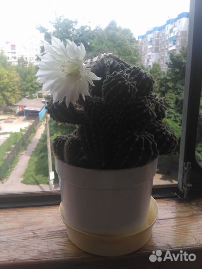 Кактус цветущий с детками