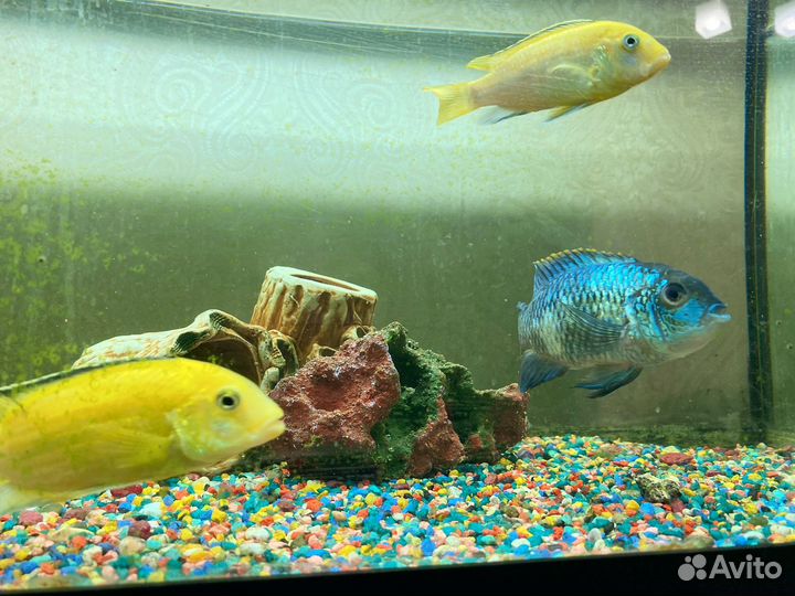 Аквариум с рыбками