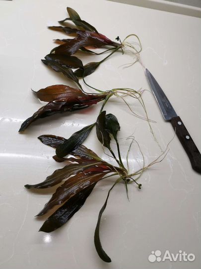 Эхинодорусы