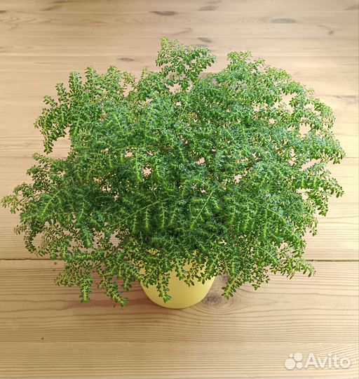 Мелколиственные