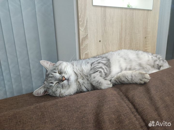 Кошка