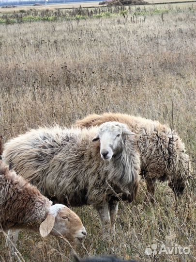 Баран на племя или мясо