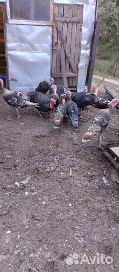 Продам индюков. Домашние