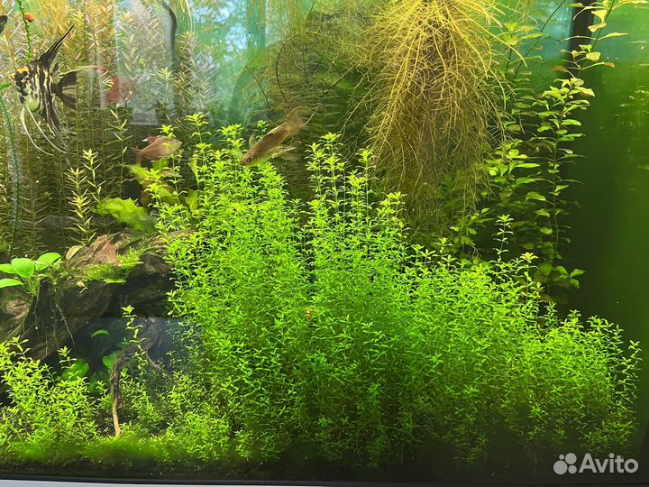 Аквариумные растения прополка Бронь