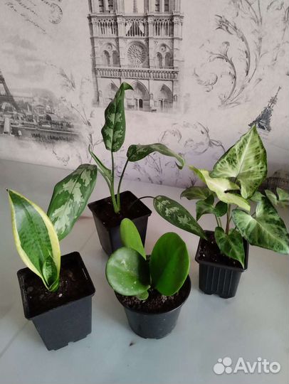 Набор комнатных цветов