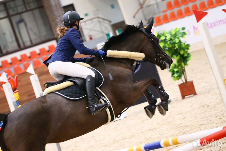 Конный спорт,выездка,конкур.Обучение верховой езде