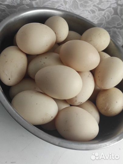 Инкубационное яйцо индоутки (мускусная утка)