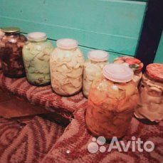 Грибы рыжики