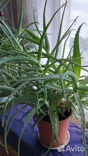 Комнатные растения алоэ