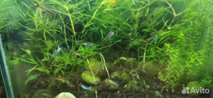 Гуппи эндлера