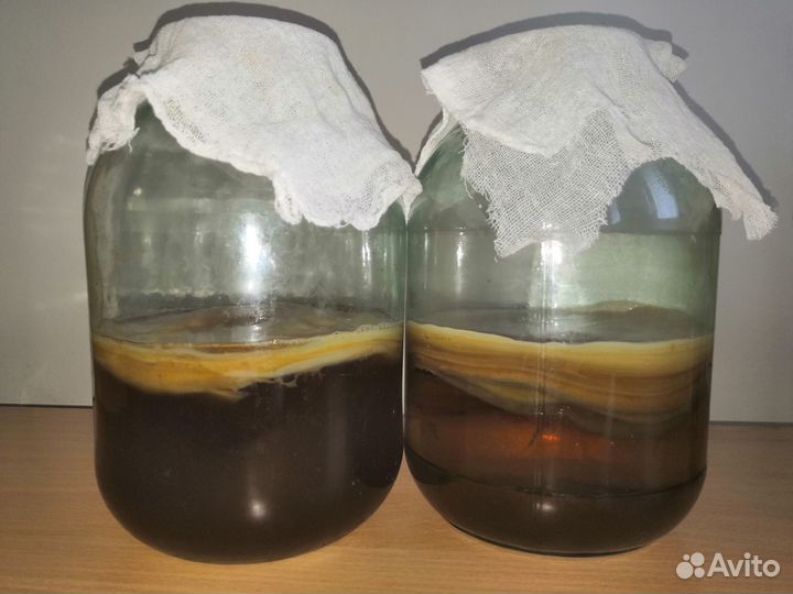 Чайный гриб комбуча освежающий