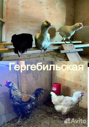Цыплята