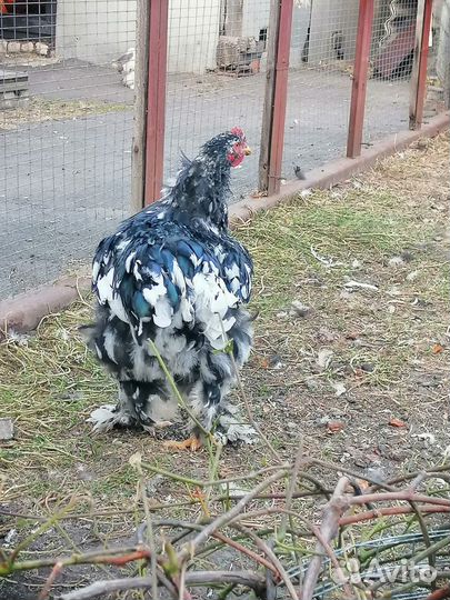 Кохинхин мраморный