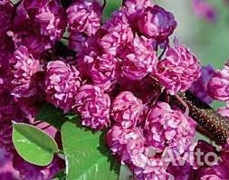 Церцис семена