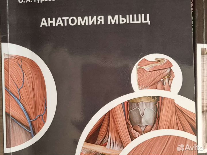 Методические пособия по анатомии