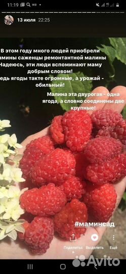 Малина ремонтантная