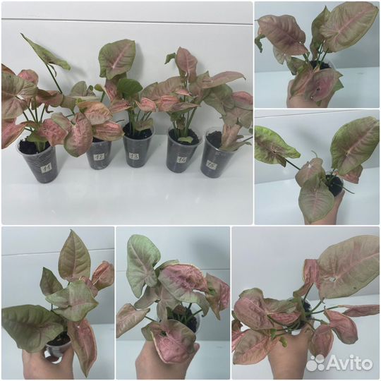 Сингониум ред харт