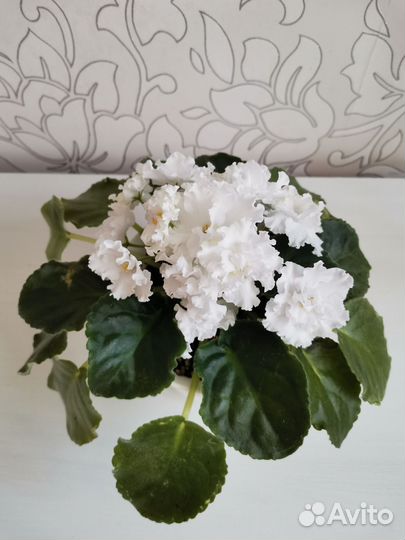 Цветущие фиалки