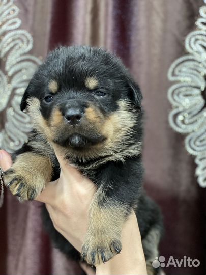Щенки ротвейлера продажа