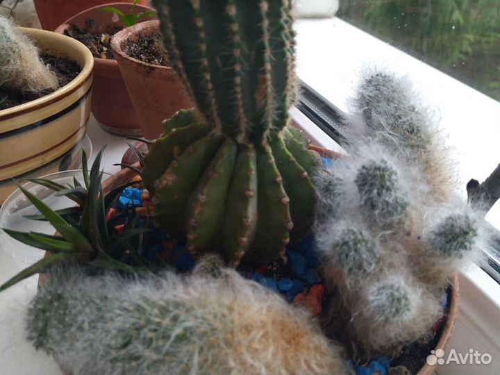 Кактусы и суккуленты