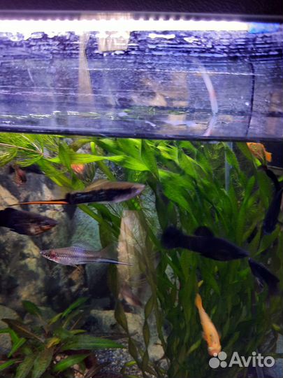 Аквариумные рыбки