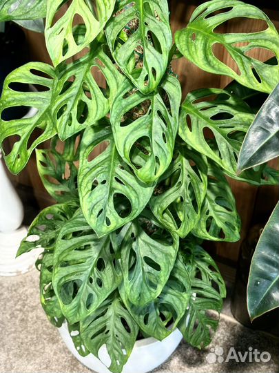 Монстера манки