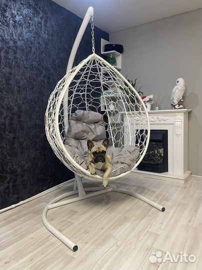 Французский бульдог для вязки
