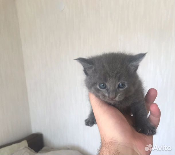 Британская кошка