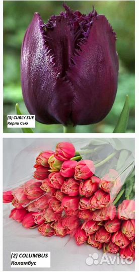 Тюльпаны к 8марта