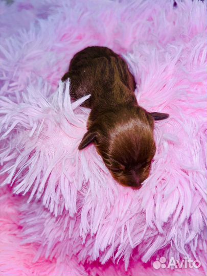 Той-терьер щенки