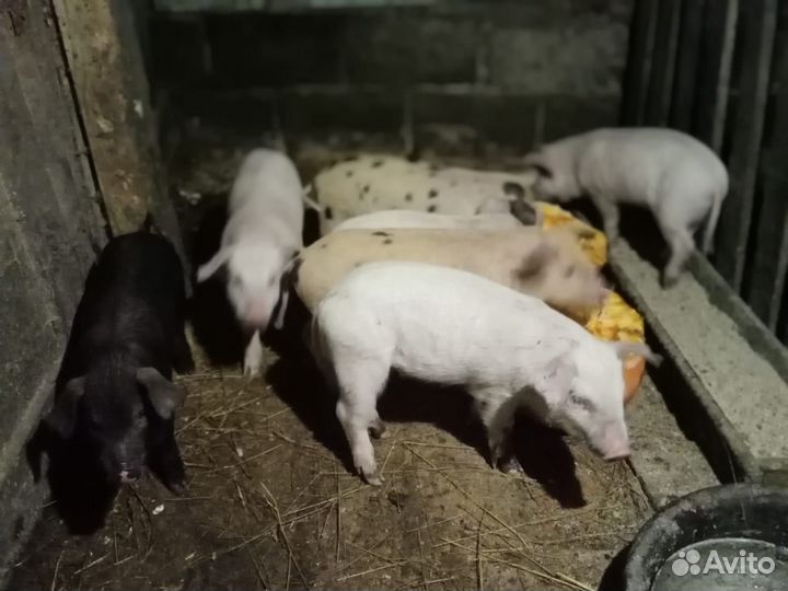 Поросята