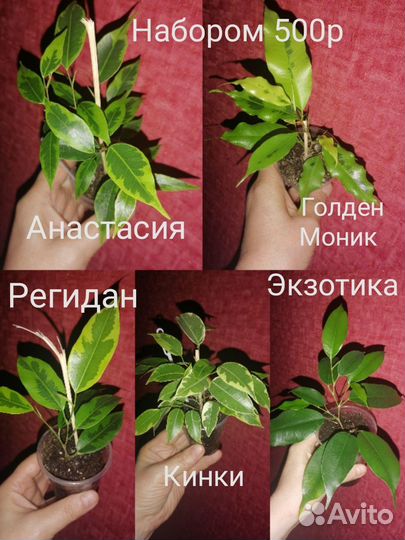 Фикус бенджамина