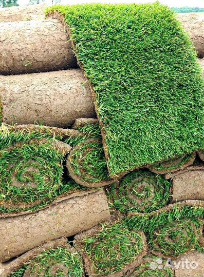 Рулонный газон 