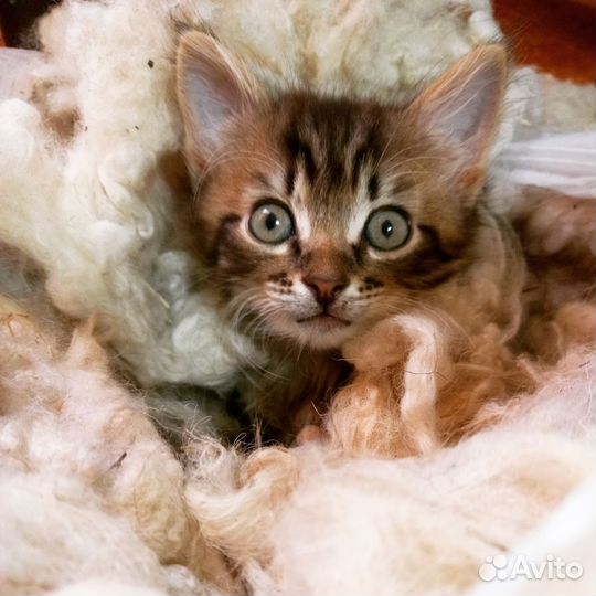 Котик в добрые руки