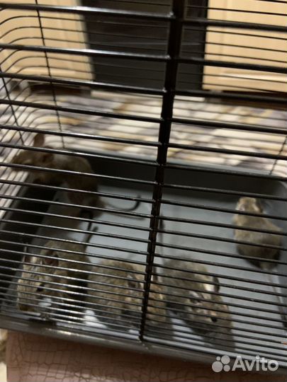 Бельчата Дегу