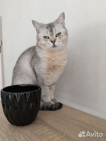 Британская кошка
