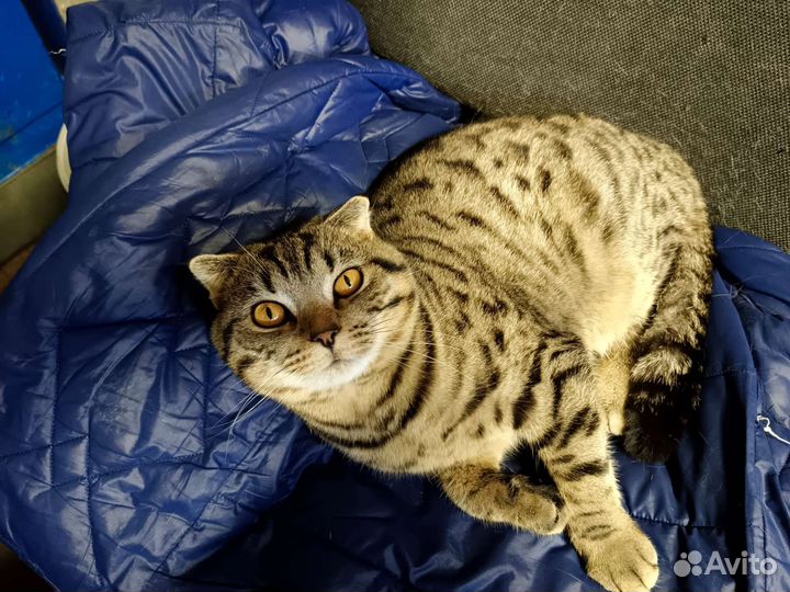 Отдам кота в добрые руки
