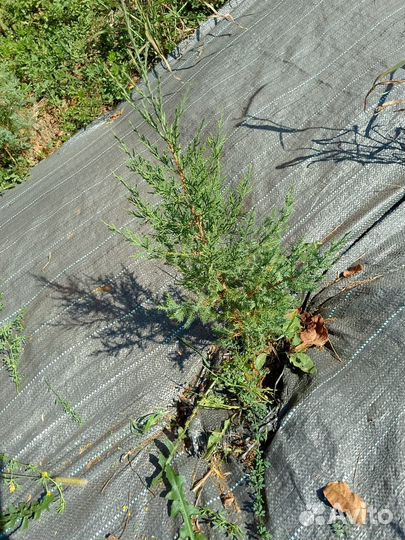 Хвойные растения