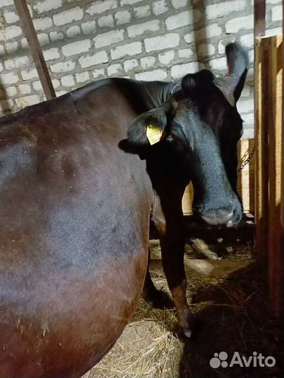 Джерсейская корова