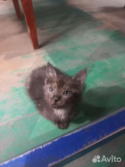 Котёнок мальчик