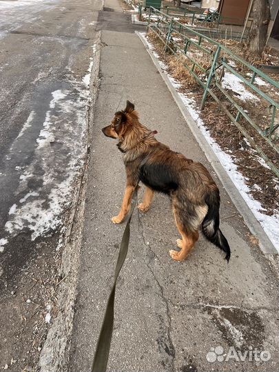 Щенок в добрые руки бесплатно