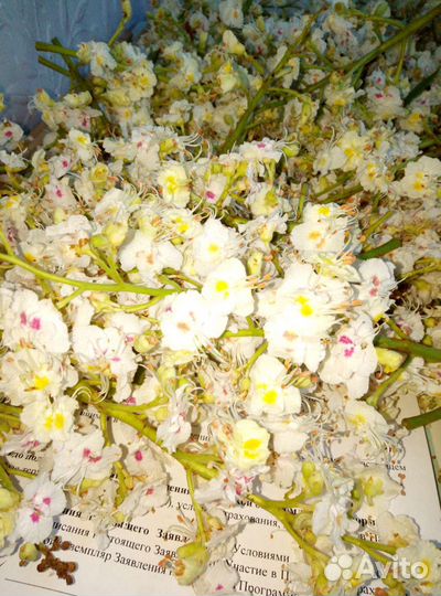 Цвет каштана