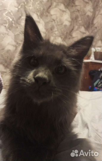 Кошка мейн-кун